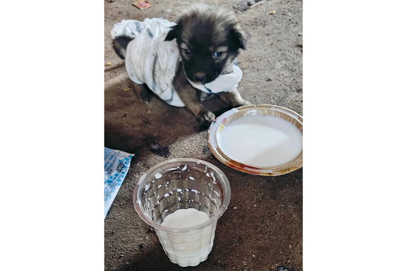 Animal Care